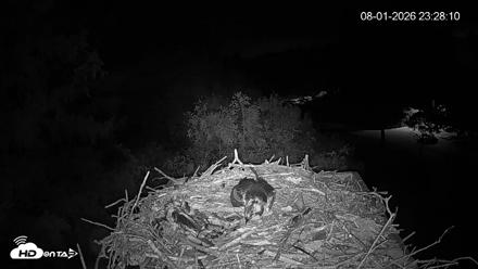 Mashpee Natl. Wildlife Refuge Live Osprey Cam - Aug 1, 2026, 11:28pm EDT
