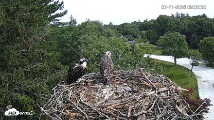 Mashpee Natl. Wildlife Refuge Live Osprey Cam - Jul 11, 2026, 9:04am EDT