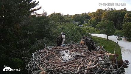 Mashpee Natl. Wildlife Refuge Live Osprey Cam - Jul 9, 2026, 7:53pm EDT
