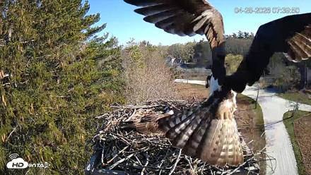 Mashpee Natl. Wildlife Refuge Live Osprey Cam - Apr 28, 2026, 7:43am EDT