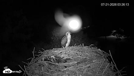 Mashpee Natl. Wildlife Refuge Live Osprey Cam - Jul 21, 2026, 3:27am EDT