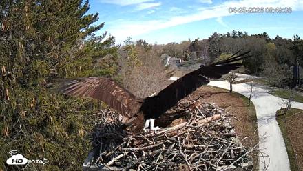 Mashpee Natl. Wildlife Refuge Live Osprey Cam - Apr 25, 2026, 8:52am EDT