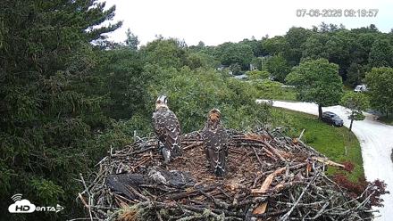 Mashpee Natl. Wildlife Refuge Live Osprey Cam - Jul 6, 2026, 9:20am EDT