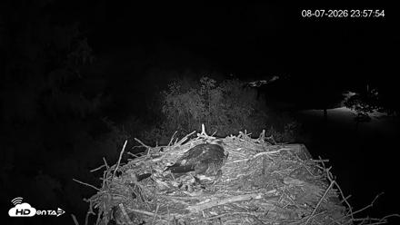 Mashpee Natl. Wildlife Refuge Live Osprey Cam - Aug 7, 2026, 11:57pm EDT