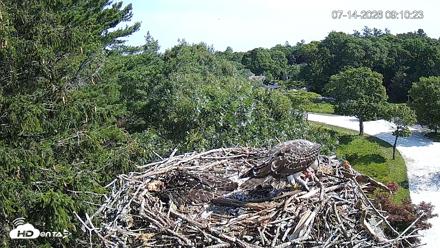 Mashpee Natl. Wildlife Refuge Live Osprey Cam - Jul 14, 2026, 9:12am EDT
