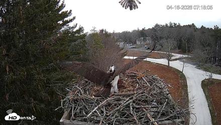 Mashpee Natl. Wildlife Refuge Live Osprey Cam - Apr 16, 2026, 9:54am EDT