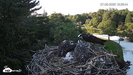 Mashpee Natl. Wildlife Refuge Live Osprey Cam - Jul 8, 2026, 7:52pm EDT