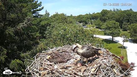 Mashpee Natl. Wildlife Refuge Live Osprey Cam - Jul 13, 2026, 12:58pm EDT