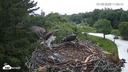 Mashpee Natl. Wildlife Refuge Live Osprey Cam - Jul 6, 2026, 11:49am EDT