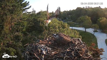 Mashpee Natl. Wildlife Refuge Live Osprey Cam - Aug 4, 2026, 6:26am EDT
