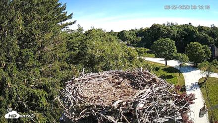 Mashpee Natl. Wildlife Refuge Live Osprey Cam - Jun 22, 2026, 8:15am EDT