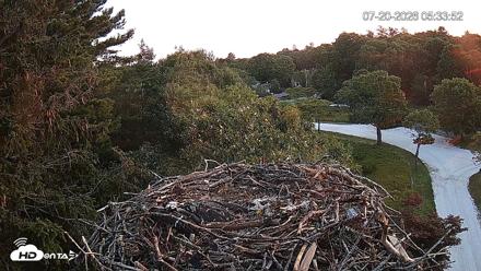 Mashpee Natl. Wildlife Refuge Live Osprey Cam - Jul 20, 2026, 5:34am EDT