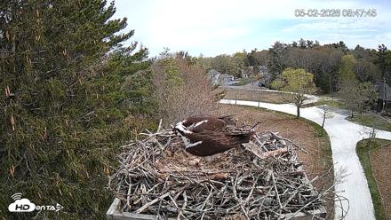 Mashpee Natl. Wildlife Refuge Live Osprey Cam - May 2, 2026, 9:02am EDT