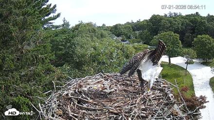 Mashpee Natl. Wildlife Refuge Live Osprey Cam - Jul 21, 2026, 8:55am EDT