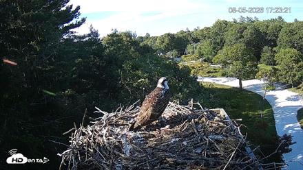 Mashpee Natl. Wildlife Refuge Live Osprey Cam - Aug 5, 2026, 5:23pm EDT
