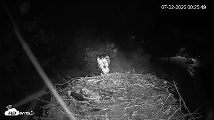 Mashpee Natl. Wildlife Refuge Live Osprey Cam - Jul 22, 2026, 12:27am EDT