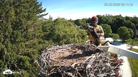 Mashpee Natl. Wildlife Refuge Live Osprey Cam - Jun 22, 2026, 8:19am EDT