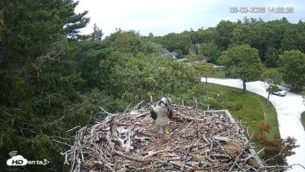 Mashpee Natl. Wildlife Refuge Live Osprey Cam - Aug 3, 2026, 2:29pm EDT