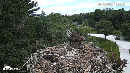 Mashpee Natl. Wildlife Refuge Live Osprey Cam - Jul 17, 2026, 11:05am EDT