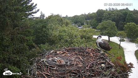 Mashpee Natl. Wildlife Refuge Live Osprey Cam - Jul 22, 2026, 6:50am EDT