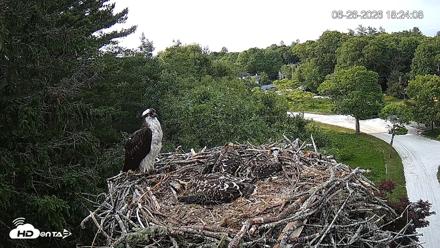 Mashpee Natl. Wildlife Refuge Live Osprey Cam - Jun 26, 2026, 6:24pm EDT