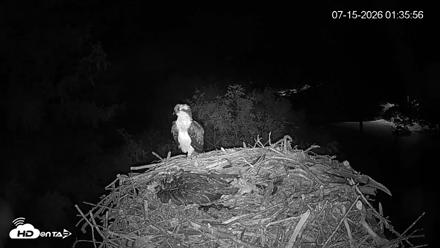 Mashpee Natl. Wildlife Refuge Live Osprey Cam - Jul 15, 2026, 1:36am EDT