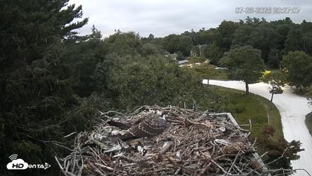 Mashpee Natl. Wildlife Refuge Live Osprey Cam - Jul 26, 2026, 8:27pm EDT
