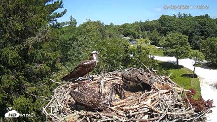 Mashpee Natl. Wildlife Refuge Live Osprey Cam - Jul 8, 2026, 1:14pm EDT