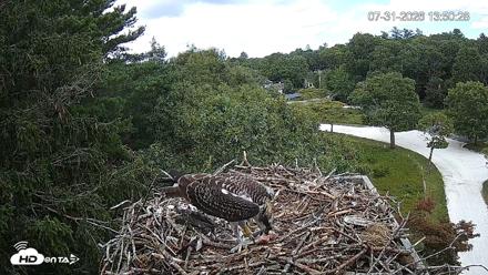 Mashpee Natl. Wildlife Refuge Live Osprey Cam - Jul 31, 2026, 2:29pm EDT