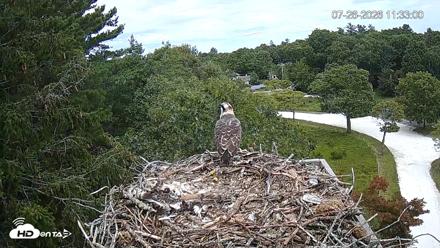Mashpee Natl. Wildlife Refuge Live Osprey Cam - Jul 26, 2026, 11:33am EDT