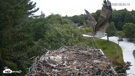Mashpee Natl. Wildlife Refuge Live Osprey Cam - Jul 29, 2026, 8:38am EDT