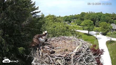 Mashpee Natl. Wildlife Refuge Live Osprey Cam - Jun 12, 2026, 2:18pm EDT