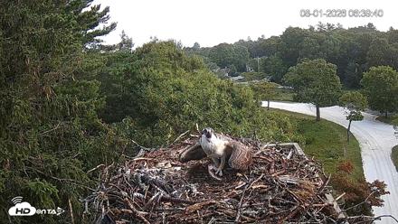 Mashpee Natl. Wildlife Refuge Live Osprey Cam - Aug 1, 2026, 6:44am EDT