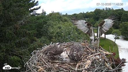 Mashpee Natl. Wildlife Refuge Live Osprey Cam - Jul 10, 2026, 11:48am EDT