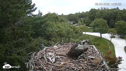 Mashpee Natl. Wildlife Refuge Live Osprey Cam - Aug 3, 2026, 2:31pm EDT