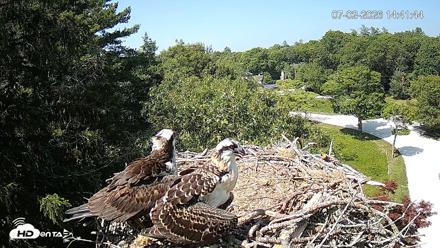 Mashpee Natl. Wildlife Refuge Live Osprey Cam - Jul 2, 2026, 2:45pm EDT