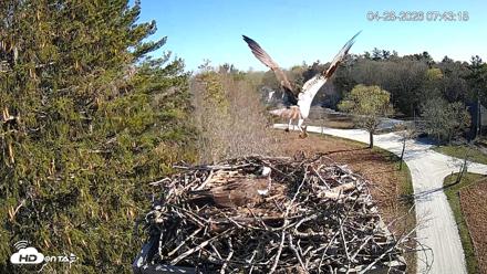 Mashpee Natl. Wildlife Refuge Live Osprey Cam - Apr 28, 2026, 7:44am EDT
