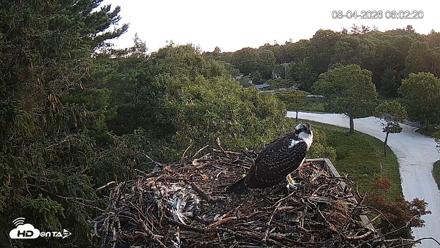 Mashpee Natl. Wildlife Refuge Live Osprey Cam - Aug 4, 2026, 6:02am EDT