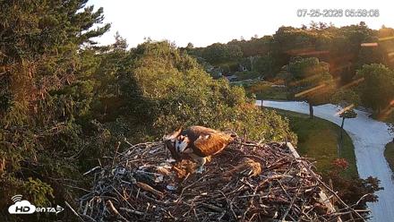 Mashpee Natl. Wildlife Refuge Live Osprey Cam - Jul 25, 2026, 5:59am EDT