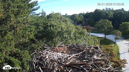 Mashpee Natl. Wildlife Refuge Live Osprey Cam - Aug 31, 2026, 7:23am EDT