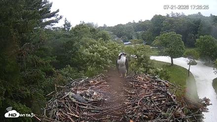 Mashpee Natl. Wildlife Refuge Live Osprey Cam - Jul 21, 2026, 5:26pm EDT