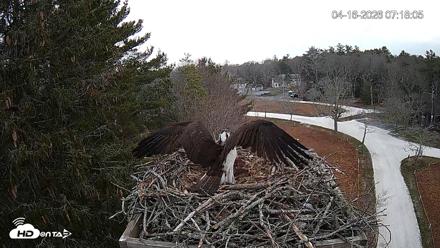 Mashpee Natl. Wildlife Refuge Live Osprey Cam - Apr 16, 2026, 9:55am EDT