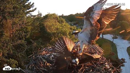 Mashpee Natl. Wildlife Refuge Live Osprey Cam - Jul 24, 2026, 6:56am EDT