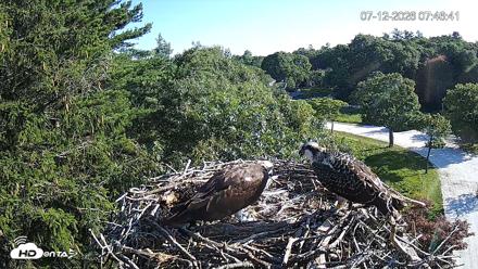 Mashpee Natl. Wildlife Refuge Live Osprey Cam - Jul 12, 2026, 7:48am EDT