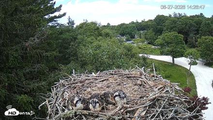 Mashpee Natl. Wildlife Refuge Live Osprey Cam - Jun 27, 2026, 2:26pm EDT