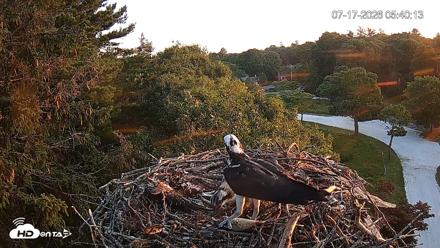 Mashpee Natl. Wildlife Refuge Live Osprey Cam - Jul 17, 2026, 5:50am EDT
