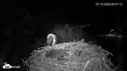 Mashpee Natl. Wildlife Refuge Live Osprey Cam - Jul 15, 2026, 12:08am EDT
