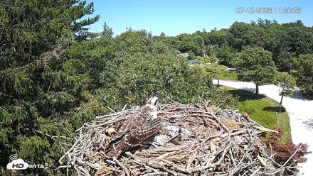 Mashpee Natl. Wildlife Refuge Live Osprey Cam - Jul 12, 2026, 11:51am EDT