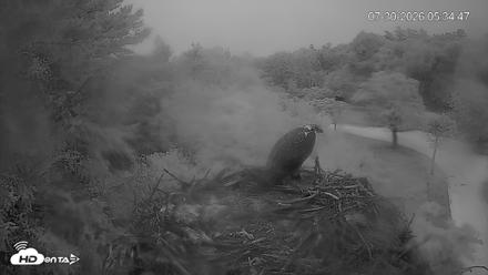 Mashpee Natl. Wildlife Refuge Live Osprey Cam - Jul 30, 2026, 5:35am EDT