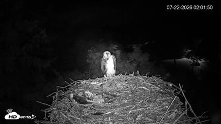 Mashpee Natl. Wildlife Refuge Live Osprey Cam - Jul 22, 2026, 2:02am EDT